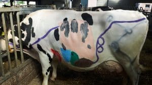 Het verteringsstelsel van de koe Het verteringsstelsel van de koe