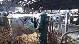 De ligging van het kalf en de botstructuur van de koe De ligging van het kalf en de botstructuur van de koe